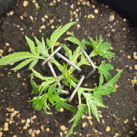 Somango XL 🥭 growlog timeline photo