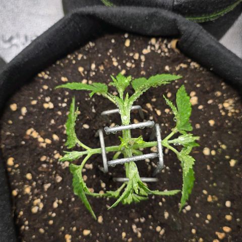 Grand Daddy Purple 🌌 growlog timeline photo
