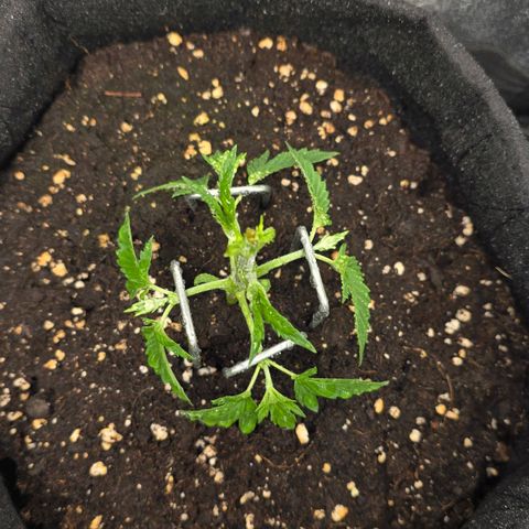 Grand Daddy Purple 🌌 growlog timeline photo