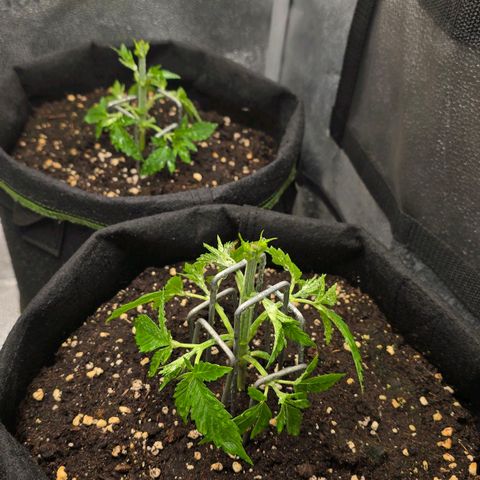 Grand Daddy Purple 🌌 growlog timeline photo