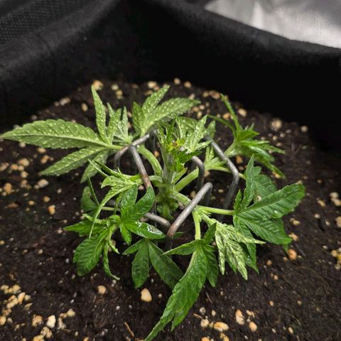 Somango XL 🥭 growlog timeline photo
