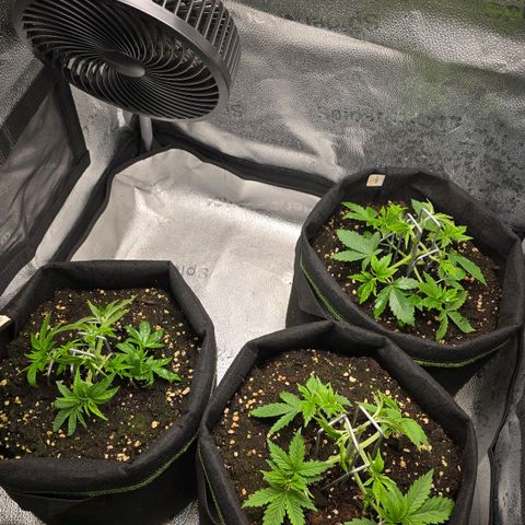 Somango XL 🥭 growlog timeline photo