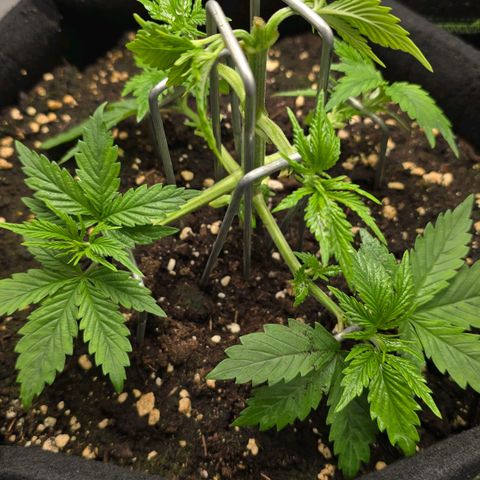 Grand Daddy Purple 🌌 growlog timeline photo