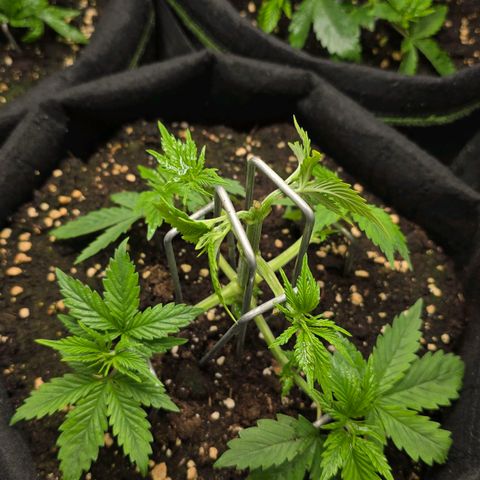 Grand Daddy Purple 🌌 growlog timeline photo
