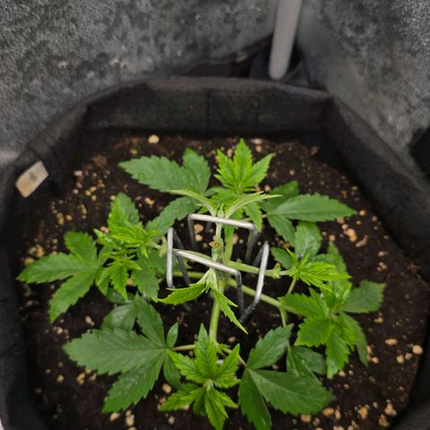 Grand Daddy Purple 🌌 growlog timeline photo