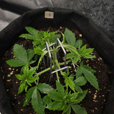 Grand Daddy Purple 🌌 growlog timeline photo
