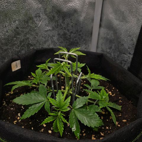 Grand Daddy Purple 🌌 growlog timeline photo