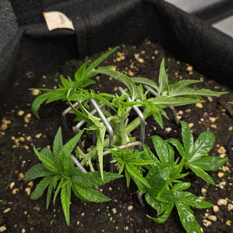 Somango XL 🥭 growlog timeline photo