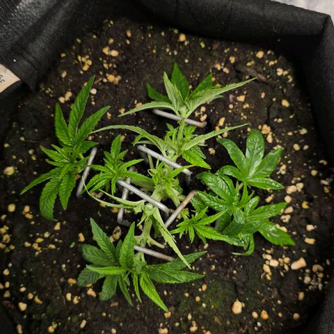 Somango XL 🥭 growlog timeline photo