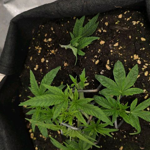 Somango XL 🥭 growlog photo: Einen der Triebe ist beim LST leider abgebrochen....