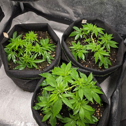 Somango XL 🥭 growlog timeline photo