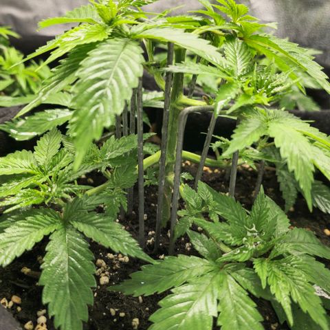 Grand Daddy Purple 🌌 growlog timeline photo
