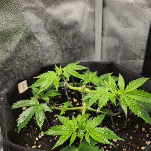 Grand Daddy Purple 🌌 growlog timeline photo