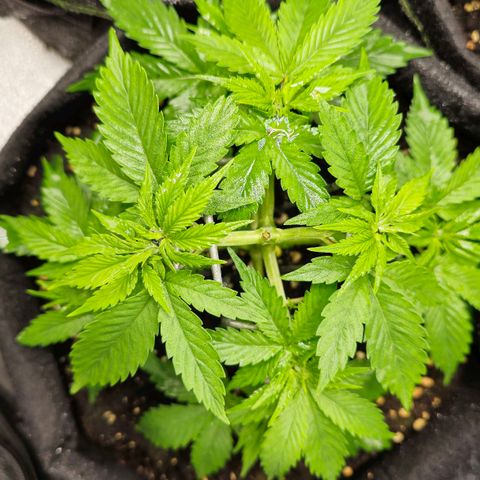 Grand Daddy Purple 🌌 growlog timeline photo