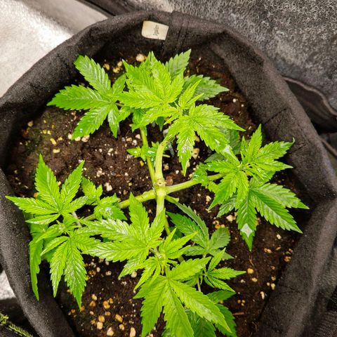Grand Daddy Purple 🌌 growlog timeline photo
