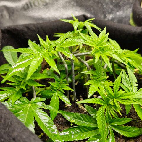 Somango XL 🥭 growlog timeline photo