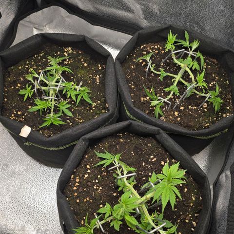 Grand Daddy Purple 🌌 growlog timeline photo