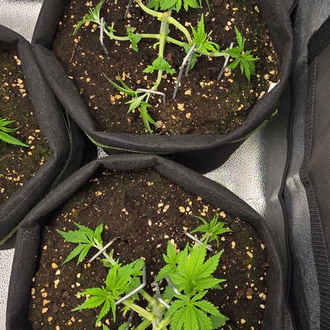Grand Daddy Purple 🌌 growlog timeline photo
