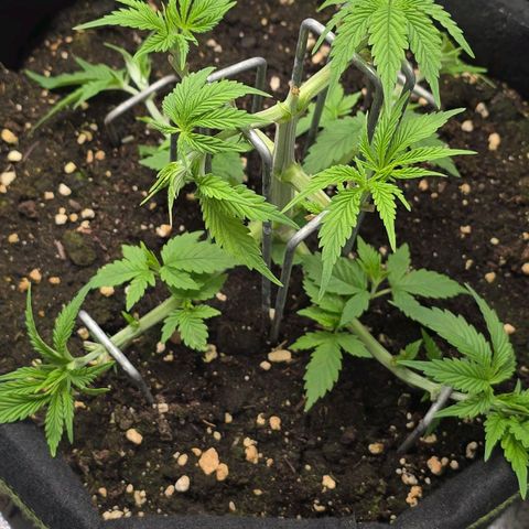 Grand Daddy Purple 🌌 growlog timeline photo