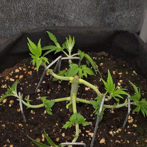 Grand Daddy Purple 🌌 growlog timeline photo