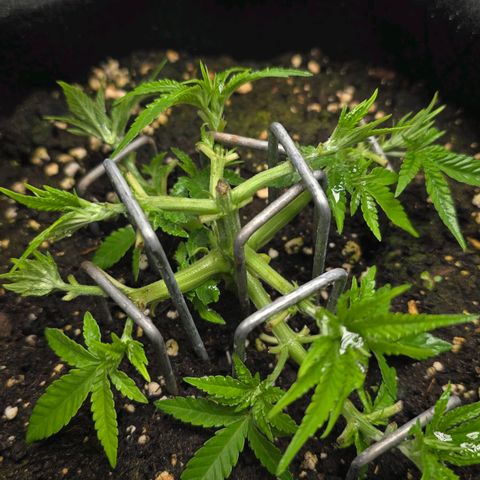 Somango XL 🥭 growlog timeline photo