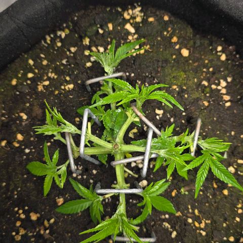 Somango XL 🥭 growlog timeline photo