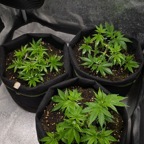 Somango XL 🥭 growlog timeline photo