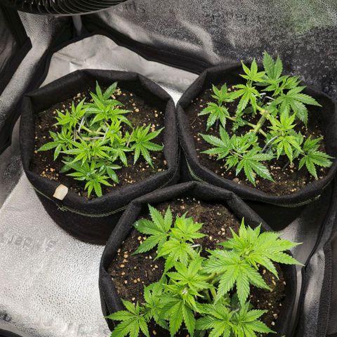 Somango XL 🥭 growlog timeline photo