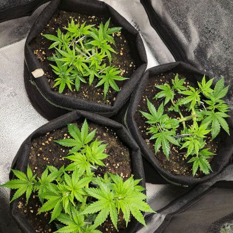 Somango XL 🥭 growlog timeline photo