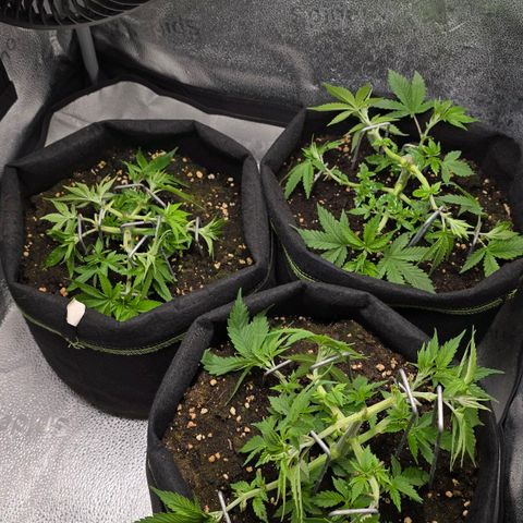Somango XL 🥭 growlog timeline photo