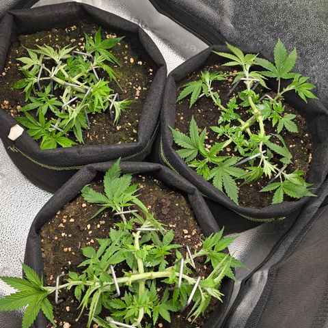 Somango XL 🥭 growlog timeline photo