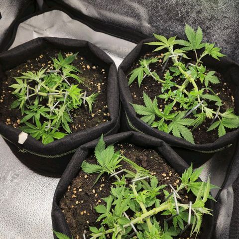 Somango XL 🥭 growlog timeline photo
