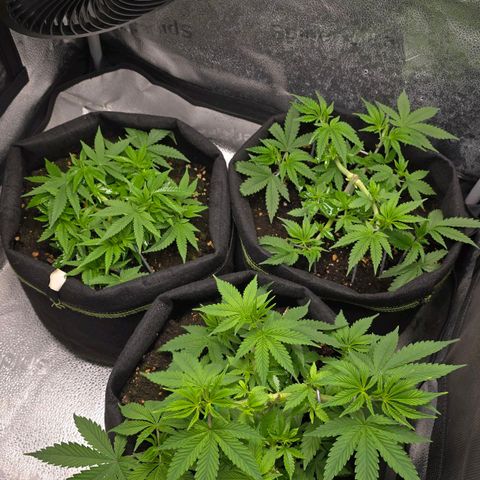 Somango XL 🥭 growlog timeline photo