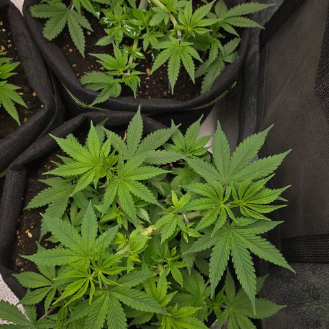 Grand Daddy Purple 🌌 growlog timeline photo