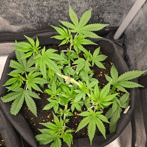Grand Daddy Purple 🌌 growlog timeline photo