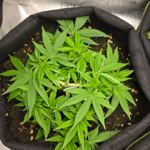 Somango XL 🥭 growlog timeline photo