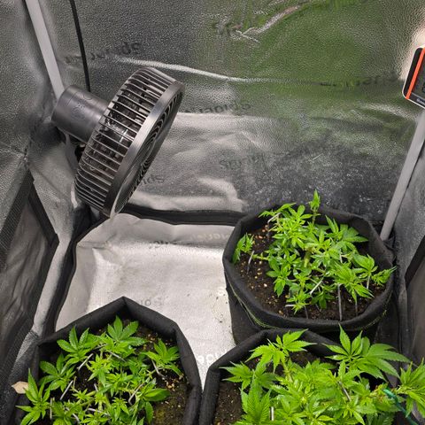 Somango XL 🥭 growlog timeline photo