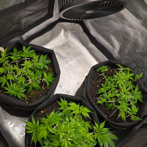 Somango XL 🥭 growlog timeline photo