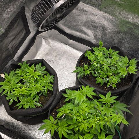 Somango XL 🥭 growlog timeline photo