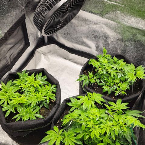 Somango XL 🥭 growlog timeline photo