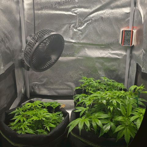 Somango XL 🥭 growlog timeline photo