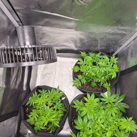 Grand Daddy Purple 🌌 growlog timeline photo