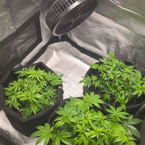 Grand Daddy Purple 🌌 growlog timeline photo