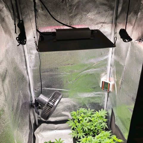 Grand Daddy Purple 🌌 growlog timeline photo