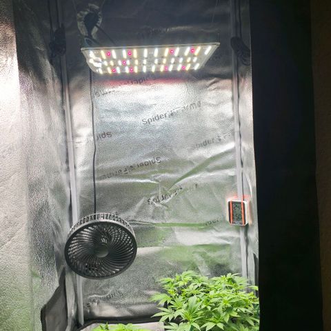 Grand Daddy Purple 🌌 growlog timeline photo