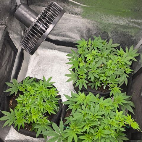 Grand Daddy Purple 🌌 growlog timeline photo