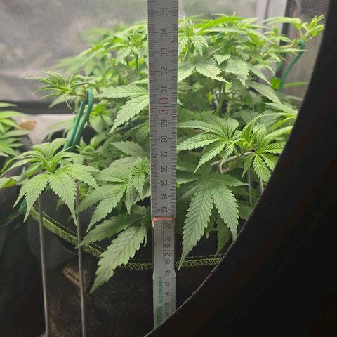 Grand Daddy Purple 🌌 growlog timeline photo