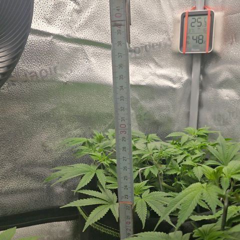 Grand Daddy Purple 🌌 growlog timeline photo