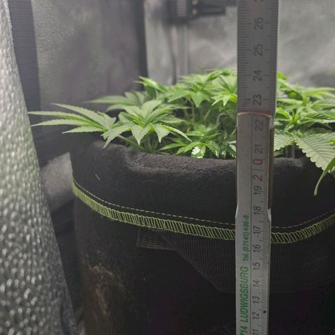Somango XL 🥭 growlog timeline photo