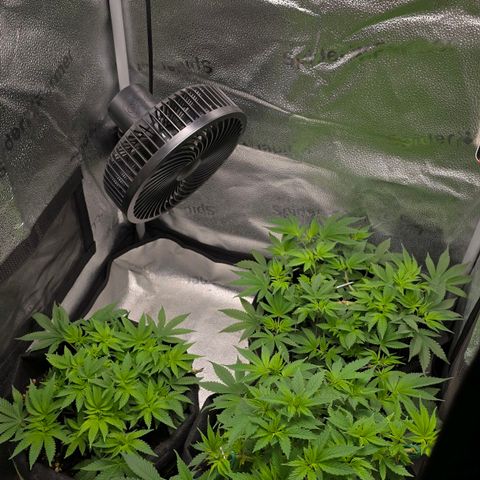 Somango XL 🥭 growlog timeline photo